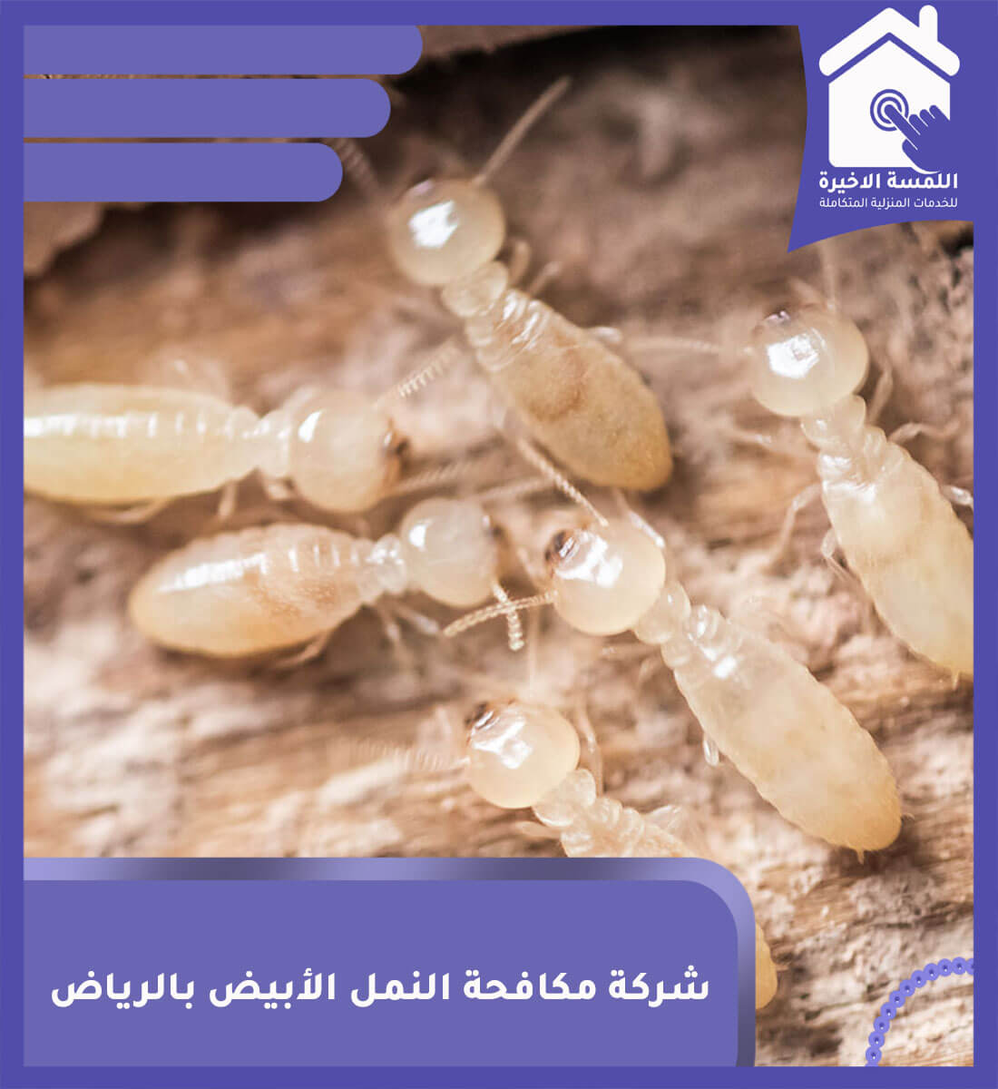 رش مبيدات للنمل الأبيض بالرياض: الحلول الفعّالة لمشكلة النمل الأبيض في السعودية