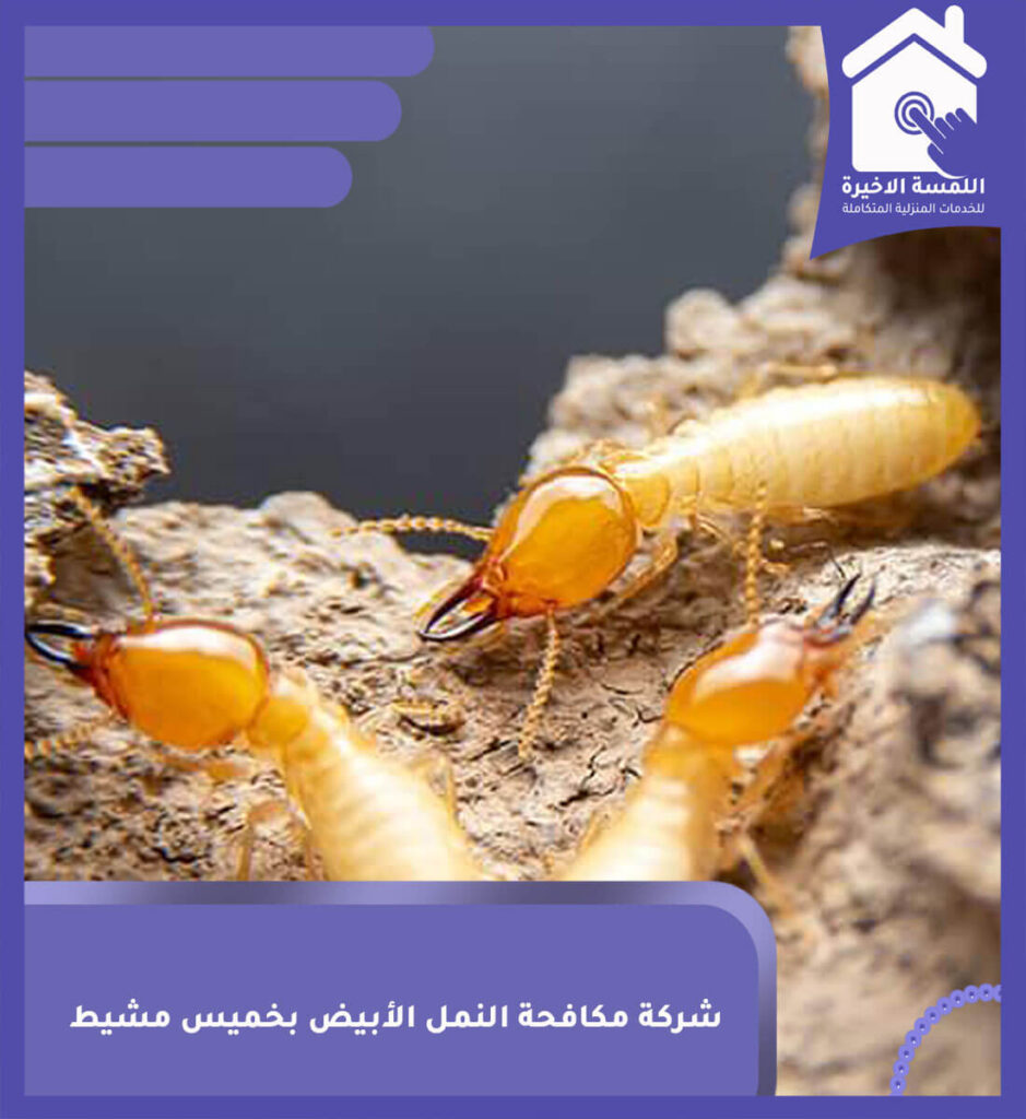 أفضل شركات مكافحة النمل الأبيض بخميس مشيط